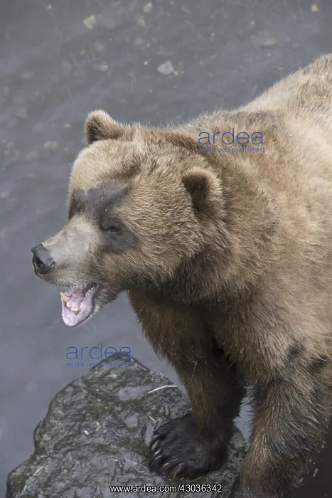  : brown bear, Ursus arctos, (C) Southeast Alaska, USA