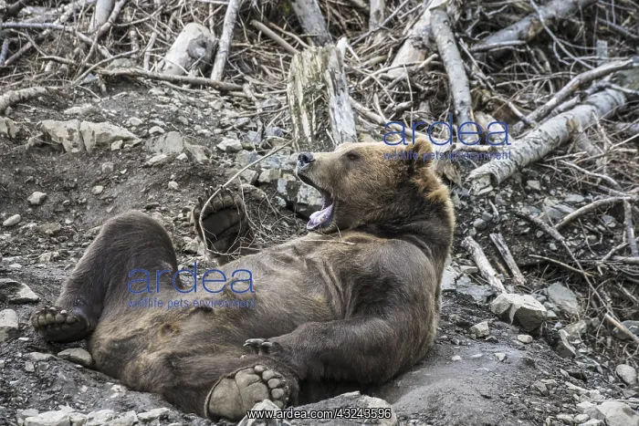 : brown bear, Ursus arctos, (C) Southeast Alaska, USA : brown bear, Ursus arctos, (C) Southeast Alaska, USA