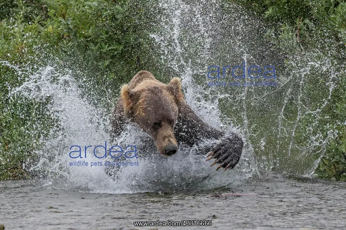 : Brown bear (Ursus arctos) chasing salmon, Brooks : Brown bear (Ursus arctos) chasing salmon, Brooks
