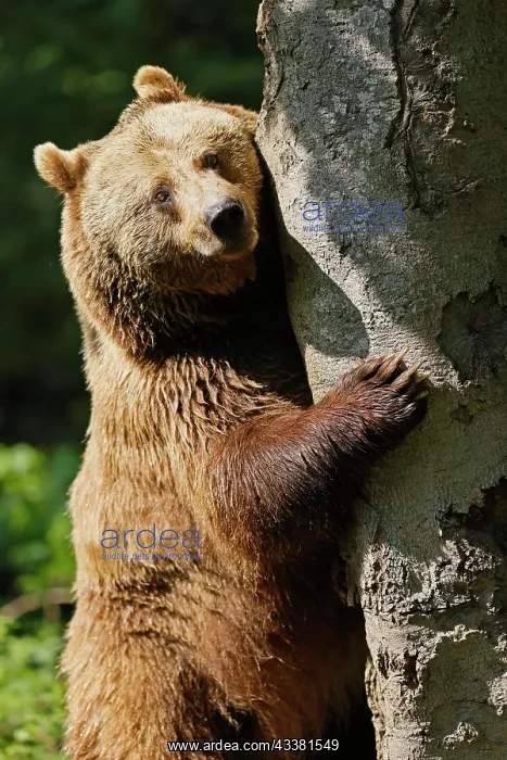 : Brown bear (Ursus arctos) climbing a tree, Germa : Brown bear (Ursus arctos) climbing a tree, Germa