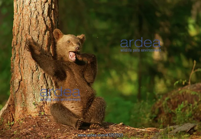 : Brown Bear (Ursus arctos), cub, Suomussalmi, Kainuu : Brown Bear (Ursus arctos), cub, Suomussalmi, Kainuu