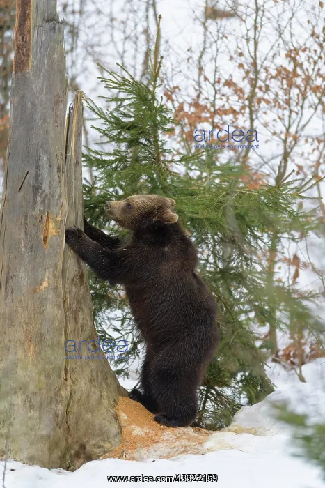 : Brown Bear (Ursus arctos), cub stands on tree, winter : Brown Bear (Ursus arctos), cub stands on tree, winter
