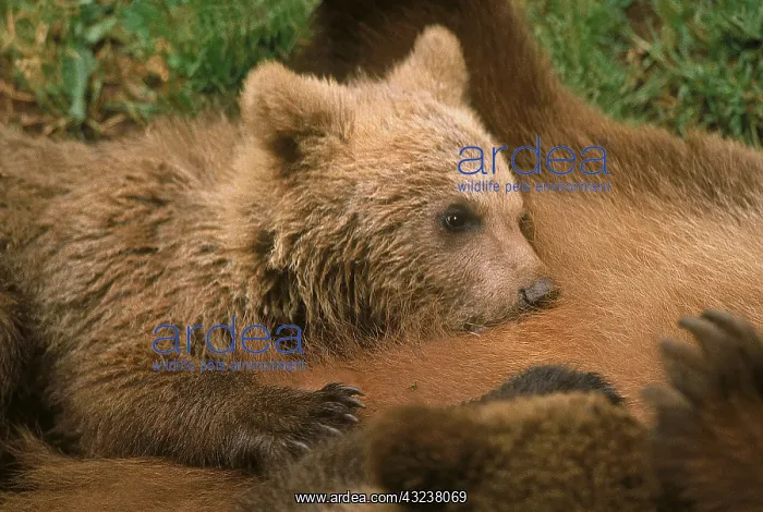 : BROWN BEAR (ursus arctos), CUB SUCKLING : BROWN BEAR (ursus arctos), CUB SUCKLING