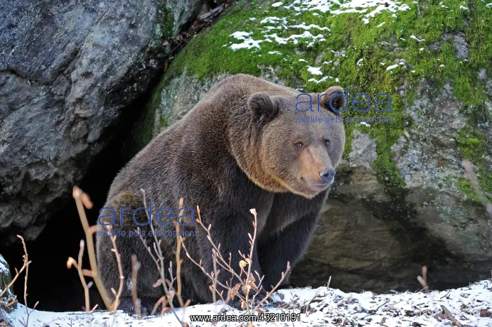 : Brown Bear (Ursus arctos), in front of its den : Brown Bear (Ursus arctos), in front of its den