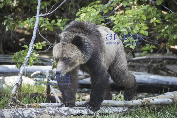 : Brown bear, Ursus arctos, eating sedge grass : Brown bear, Ursus arctos, eating sedge grass
