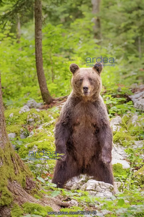 : Brown bear (Ursus arctos) Female standing up to : Brown bear (Ursus arctos) Female standing up to