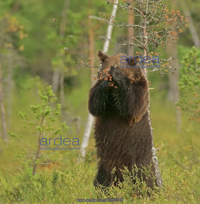 : Brown bear (Ursus arctos), Finland, Europe : Brown bear (Ursus arctos), Finland, Europe