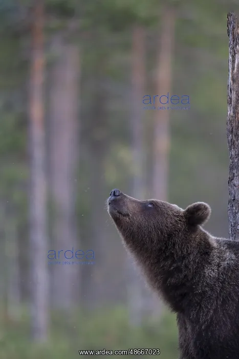 : Brown bear (Ursus arctos) in the Finnish taiga, Kuusamo : Brown bear (Ursus arctos) in the Finnish taiga, Kuusamo
