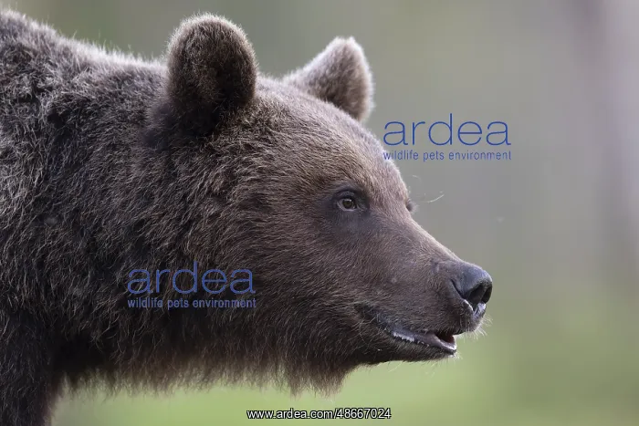: Brown bear (Ursus arctos) in the Finnish taiga, Kuusamo : Brown bear (Ursus arctos) in the Finnish taiga, Kuusamo