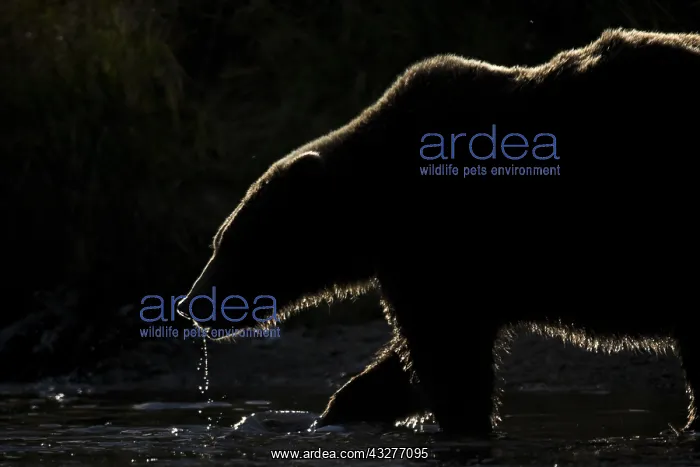 : A Brown Bear (Ursus arctos horribilis) fishes in : A Brown Bear (Ursus arctos horribilis) fishes in