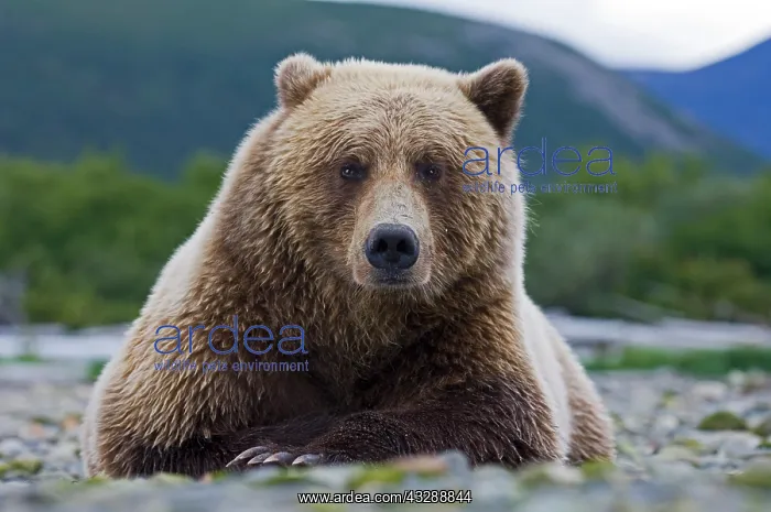 : Brown Bear (Ursus arctos) Katmai Alaska August : Brown Bear (Ursus arctos) Katmai Alaska August