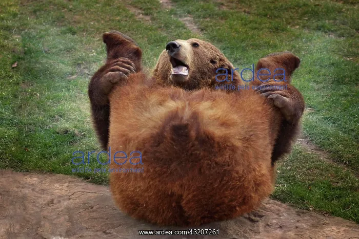 : Brown Bear (Ursus arctos) laying on the ground : Brown Bear (Ursus arctos) laying on the ground