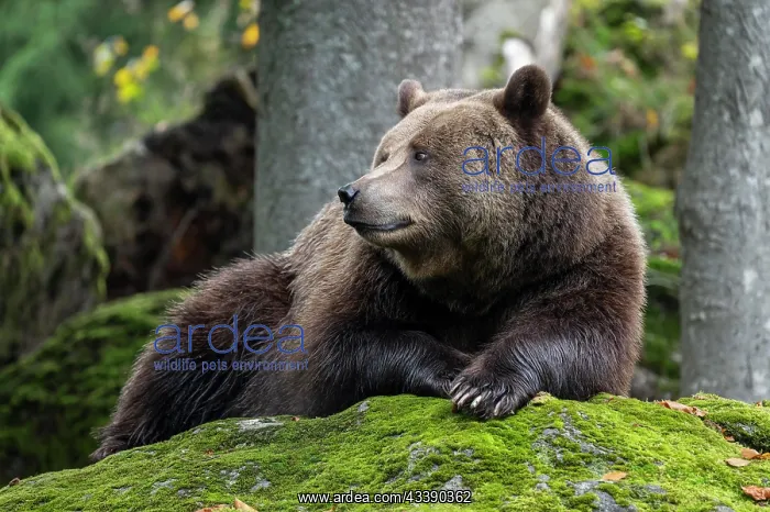 : Brown bear (Ursus arctos) lying on a rock covered : Brown bear (Ursus arctos) lying on a rock covered