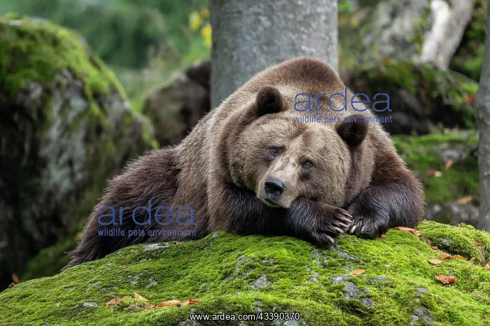 : Brown bear (Ursus arctos) lying on a rock covered : Brown bear (Ursus arctos) lying on a rock covered