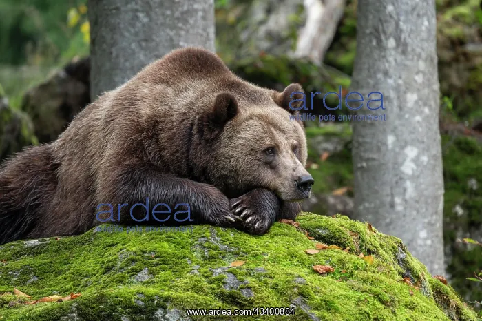 : Brown bear (Ursus arctos) lying on a rock covered : Brown bear (Ursus arctos) lying on a rock covered