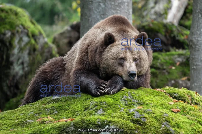 : Brown bear (Ursus arctos) lying on a rock covered : Brown bear (Ursus arctos) lying on a rock covered