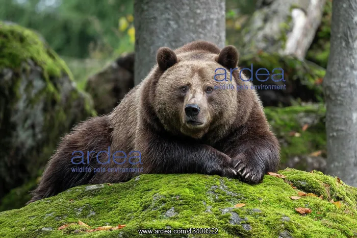 : Brown bear (Ursus arctos) lying on a rock covered : Brown bear (Ursus arctos) lying on a rock covered