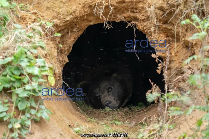: Brown bear (Ursus arctos) lying in its self-dug : Brown bear (Ursus arctos) lying in its self-dug