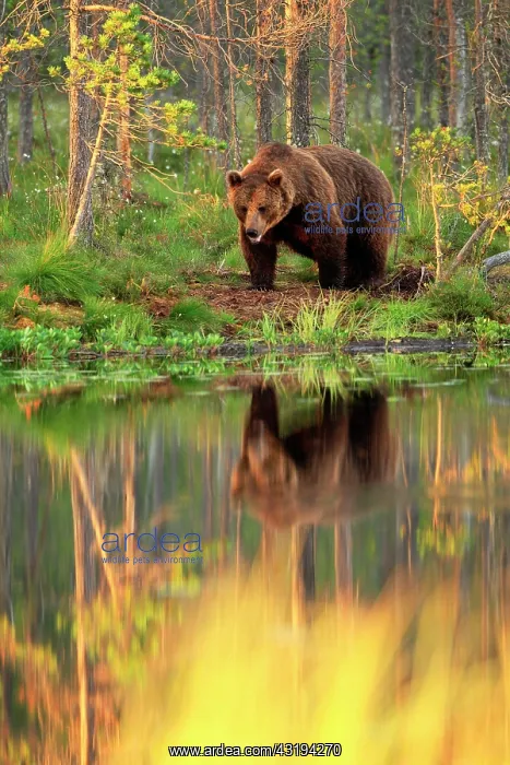: Brown bear (Ursus arctos) male in front of a water : Brown bear (Ursus arctos) male in front of a water