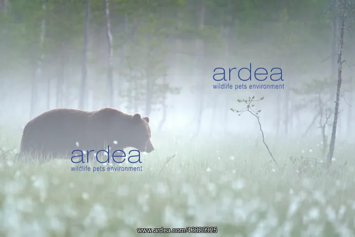 : Brown Bear (Ursus arctos) in the mist at the edge : Brown Bear (Ursus arctos) in the mist at the edge