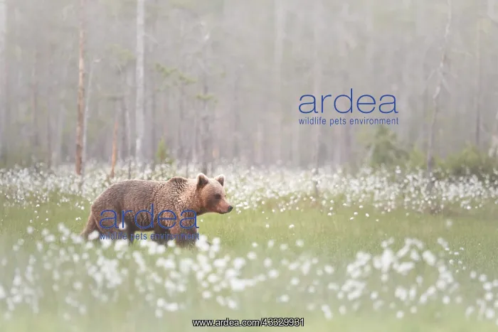 : Brown Bear (Ursus arctos) in the mist at the edge : Brown Bear (Ursus arctos) in the mist at the edge