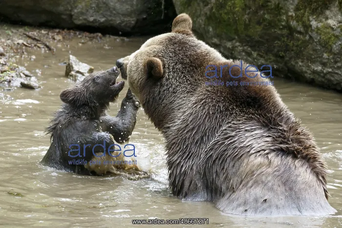 : Brown bear (Ursus arctos), mother with cubs, captive : Brown bear (Ursus arctos), mother with cubs, captive