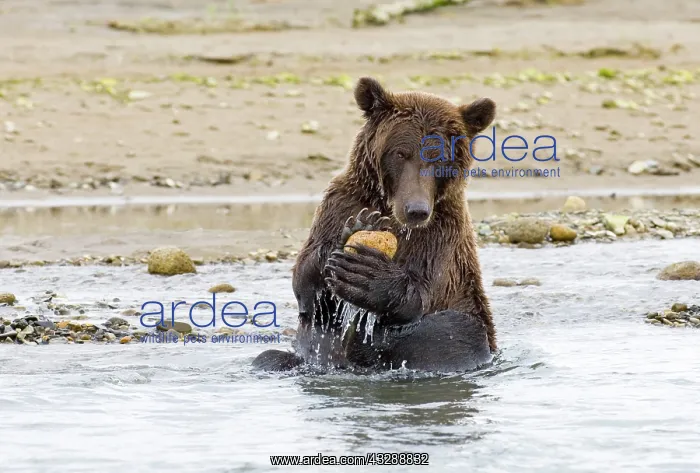 : Brown Bear (Ursus arctos) playing with rock Kat : Brown Bear (Ursus arctos) playing with rock Kat