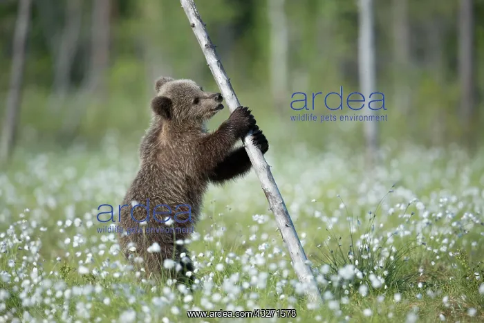: Brown bear (Ursus arctos) plays with a tree in a : Brown bear (Ursus arctos) plays with a tree in a