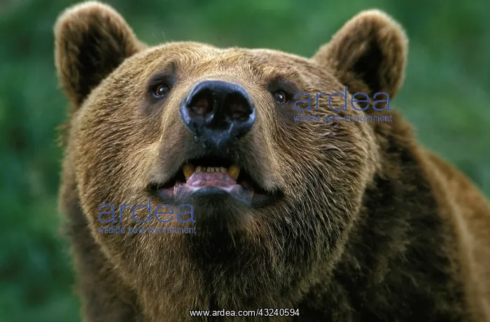: Brown Bear (ursus arctos), Portrait of Adult : Brown Bear (ursus arctos), Portrait of Adult