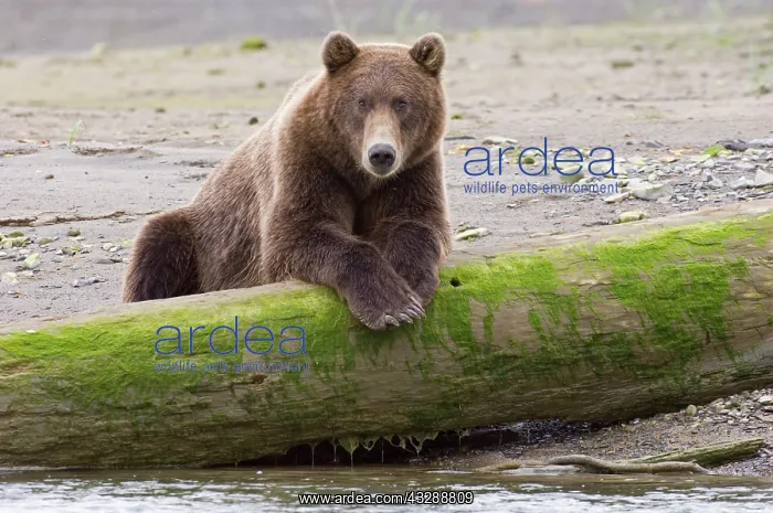 : Brown Bear (Ursus arctos) resting on log along : Brown Bear (Ursus arctos) resting on log along