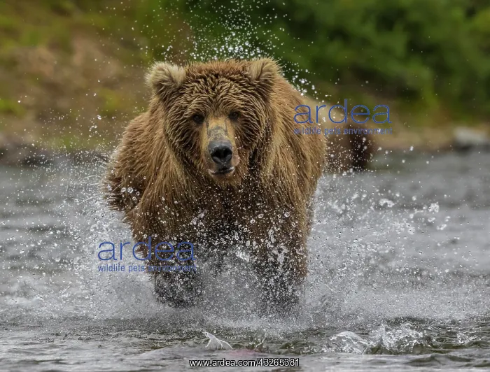 : Brown bear (Ursus arctos) running through water : Brown bear (Ursus arctos) running through water