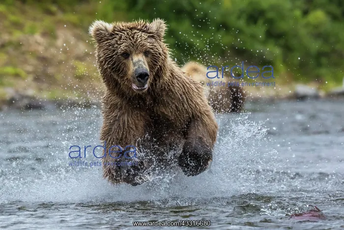 : Brown bear (Ursus arctos) running through water : Brown bear (Ursus arctos) running through water