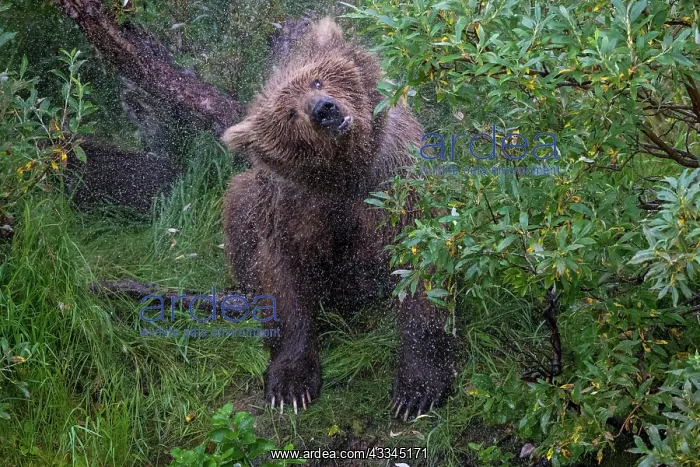 : Brown bear (Ursus arctos) shakes body after swimming : Brown bear (Ursus arctos) shakes body after swimming