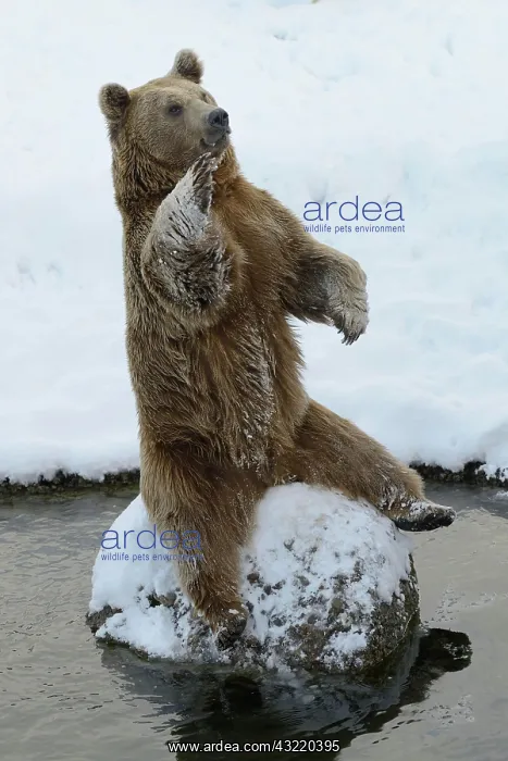 : Brown Bear (Ursus arctos), sitting on a stone, captive : Brown Bear (Ursus arctos), sitting on a stone, captive