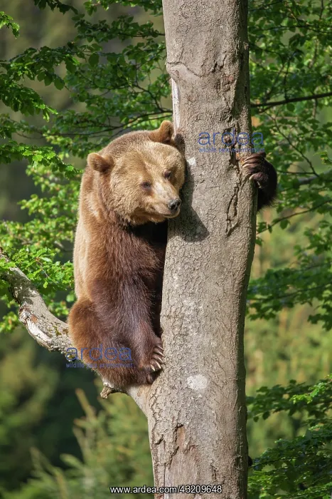 : Brown bear (Ursus arctos) sitting on a tree, Bavarian : Brown bear (Ursus arctos) sitting on a tree, Bavarian