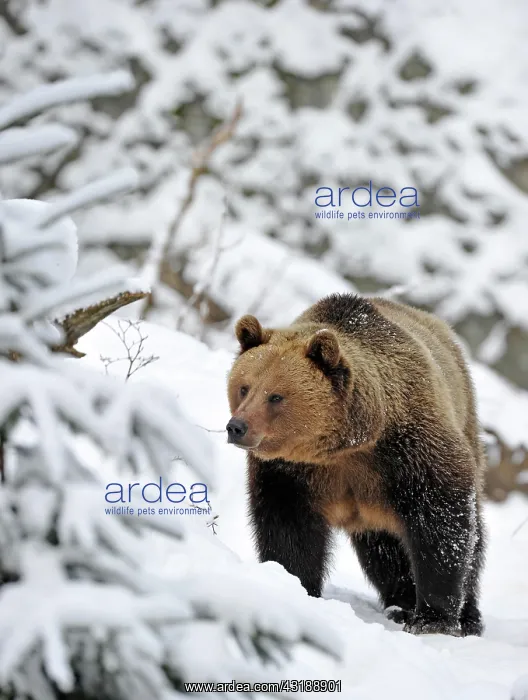 : Brown bear (Ursus arctos) in the snow : Brown bear (Ursus arctos) in the snow