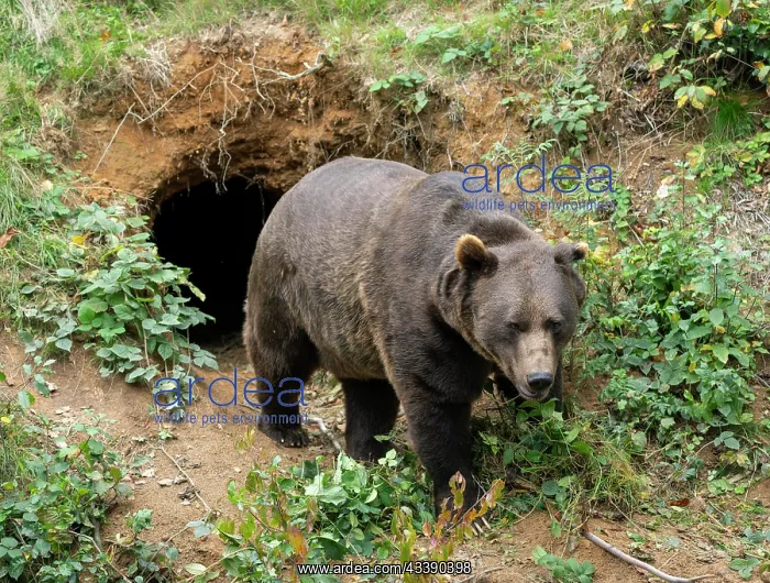: Brown bear (Ursus arctos) standing in front of its : Brown bear (Ursus arctos) standing in front of its