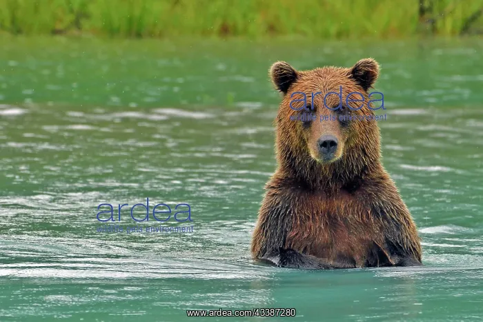 : Brown bear (Ursus arctos) standing on hind legs : Brown bear (Ursus arctos) standing on hind legs