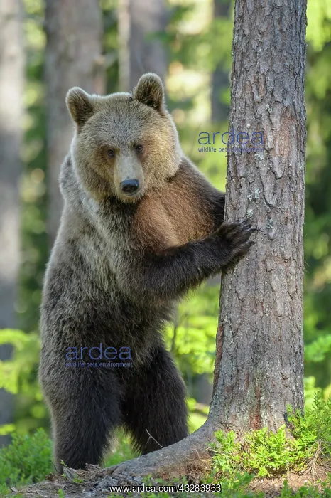 : Brown bear (Ursus arctos ) is standing on a tree : Brown bear (Ursus arctos ) is standing on a tree