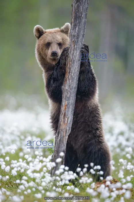 : Brown bear (Ursus arctos ) stands on a tree in a : Brown bear (Ursus arctos ) stands on a tree in a