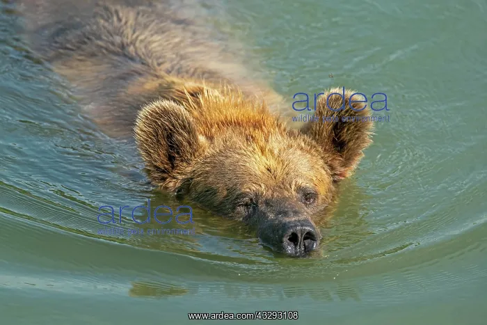 : Brown bear (Ursus arctos) swims in pond, captive : Brown bear (Ursus arctos) swims in pond, captive