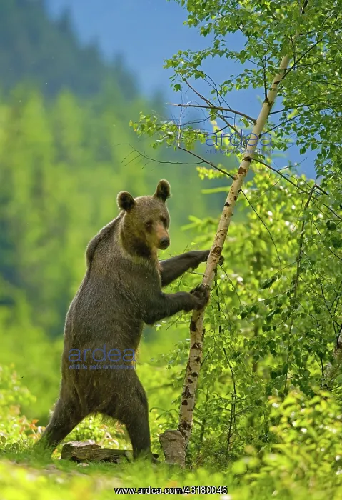 : Brown bear (Ursus arctos), young animal in a mixed : Brown bear (Ursus arctos), young animal in a mixed