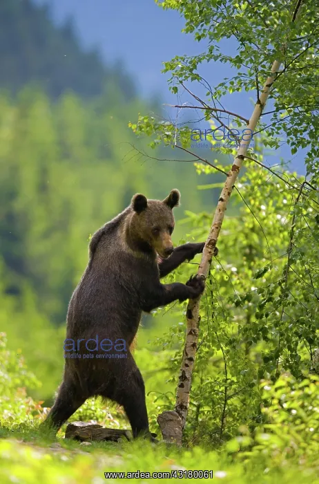 : Brown bear (Ursus arctos), young animal in a mixed : Brown bear (Ursus arctos), young animal in a mixed