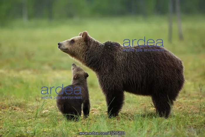 : Brown bear (Ursus arctos) with young, Kainuu, Finland : Brown bear (Ursus arctos) with young, Kainuu, Finland