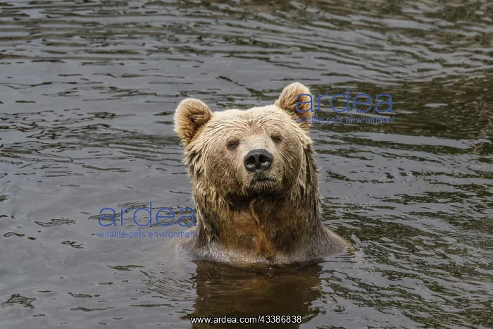 : Brown bear with wet fur in a river with dark wat : Brown bear with wet fur in a river with dark wat