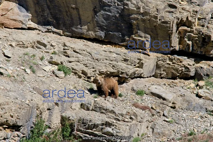 : Brown Bear - in wild : Brown Bear - in wild