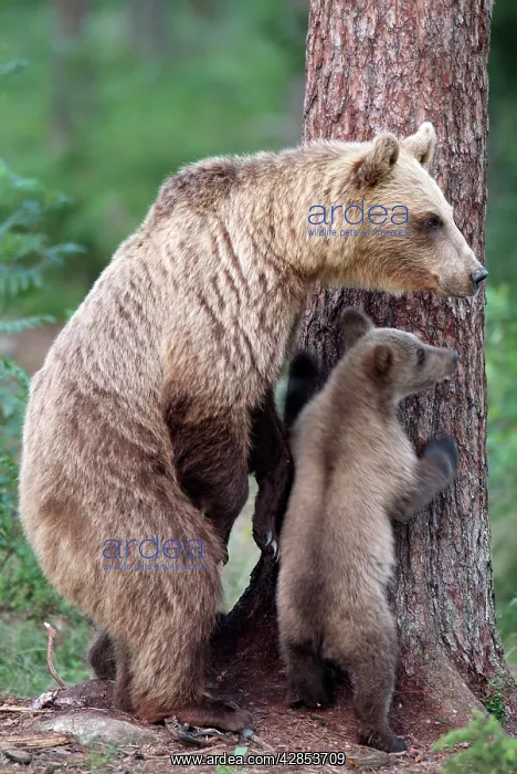 : Brown Bear - With young at base of tree : Brown Bear - With young at base of tree