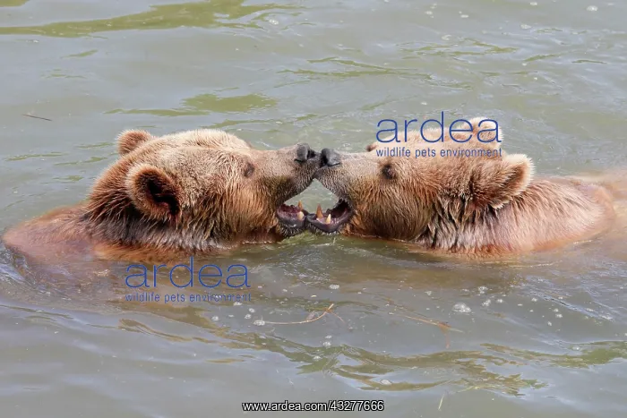 : Two Brown bears (Ursus arctos) bathe in the pond : Two Brown bears (Ursus arctos) bathe in the pond