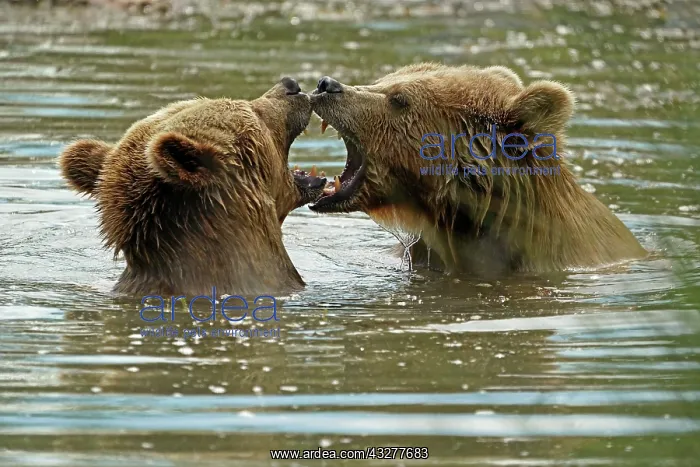  : Two Brown bears (Ursus arctos) bathe in the pond
