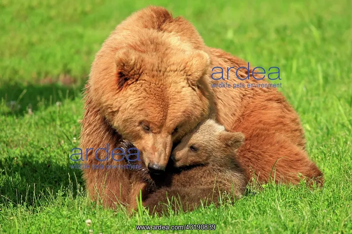 : Brown Bears (Ursus arctos), female with a cub, captive : Brown Bears (Ursus arctos), female with a cub, captive